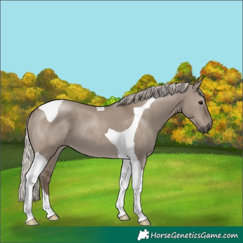 Horse Color:Silver Grullo Tobiano 