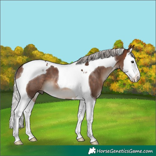 Horse Color:Silver Brown Splash Tobiano 