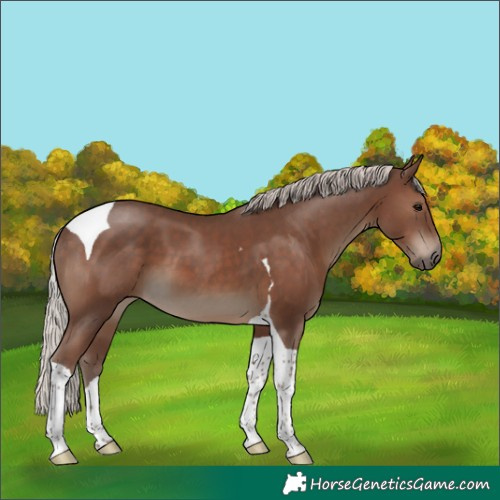 Horse Color:Silver Black Tobiano 