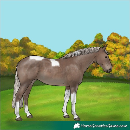Horse Color:Silver Black Tobiano 