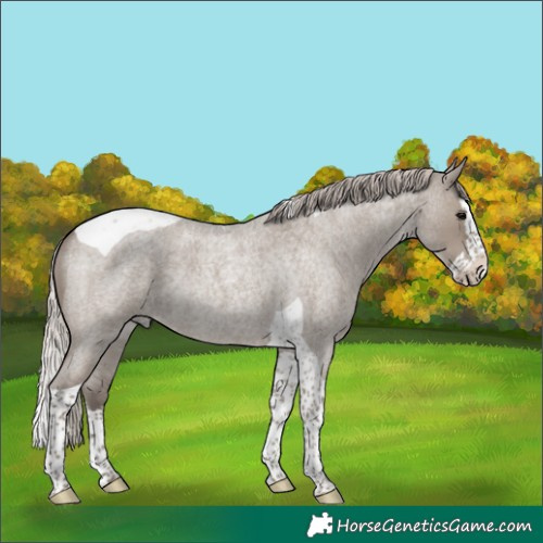 Horse Color:Silver Grullo Roan Splash Tobiano Rabicano 