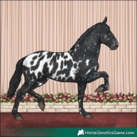 Horse Color:Black Appaloosa 
