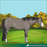 Horse Color:Grullo Sabino Rabicano 