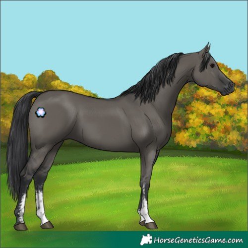 Horse Color:Grullo Sabino Rabicano 