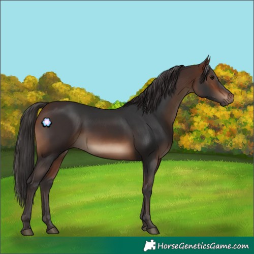 Horse Color:White Spotted Brown