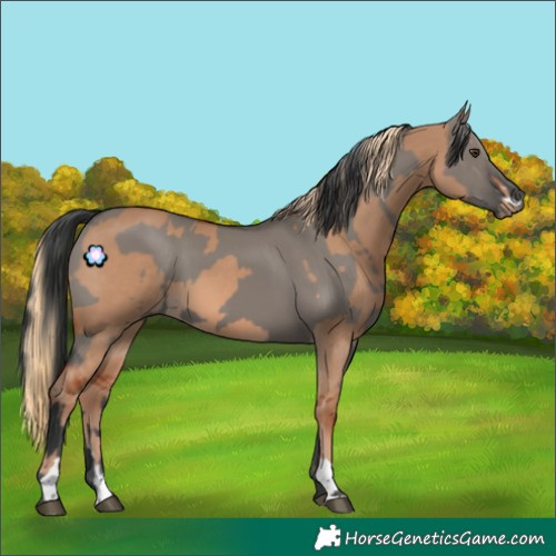 Horse Color:Red Dun and Grullo