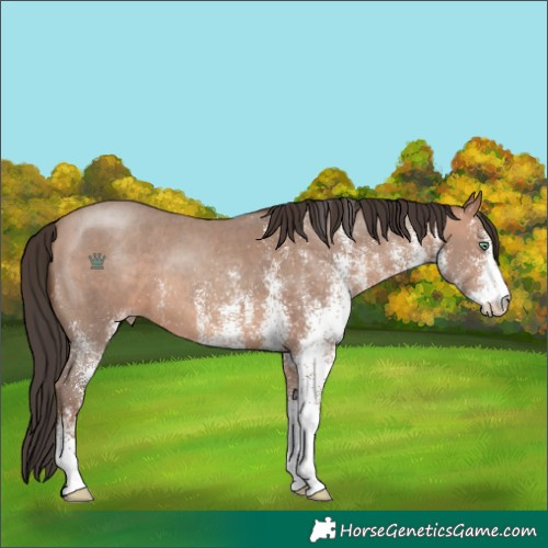Horse Color:White Spotted Sable Champagne 