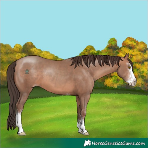 Horse Color:Sable Champagne Sabino 
