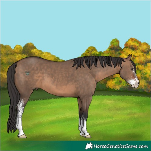 Horse Color:Brown Dun Sabino 