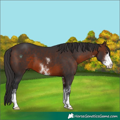 Horse Color:Brown Sabino 