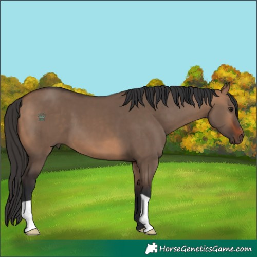 Horse Color:Bay Dun 