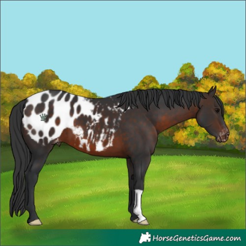 Horse Color:Brown Appaloosa 