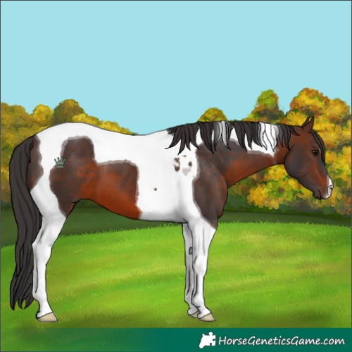 Horse Color:Brown Tobiano 