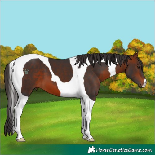 Horse Color:Bay Tobiano 