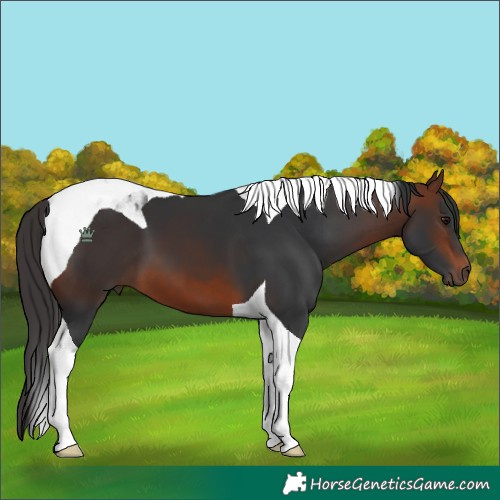 Horse Color:Bay Tobiano 