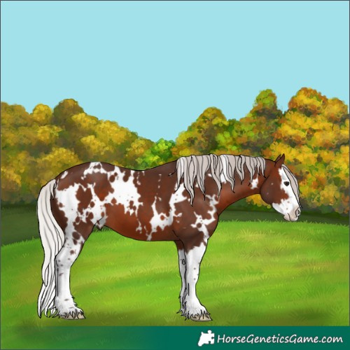 Horse Color:White Spotted Silver Brown Splash 