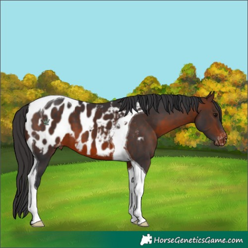 Horse Color:Brown Tobiano Appaloosa 