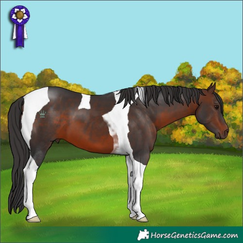 Horse Color:Brown Tobiano 