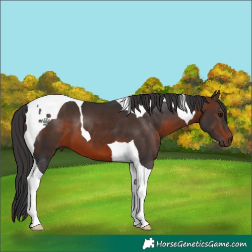 Horse Color:Brown Tobiano 