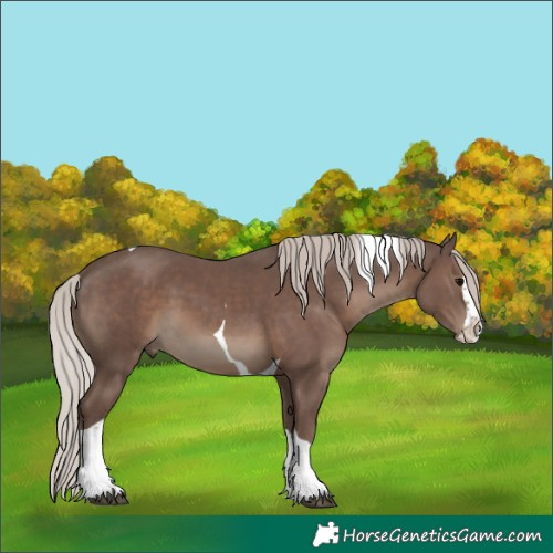 Horse Color:Silver Black Splash Tobiano 