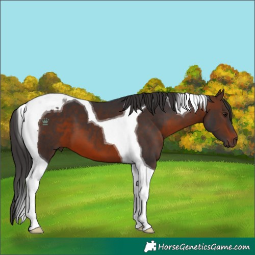 Horse Color:Brown Tobiano 