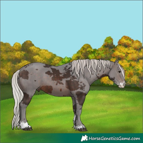 Horse Color:Silver Brown Merle Sabino 