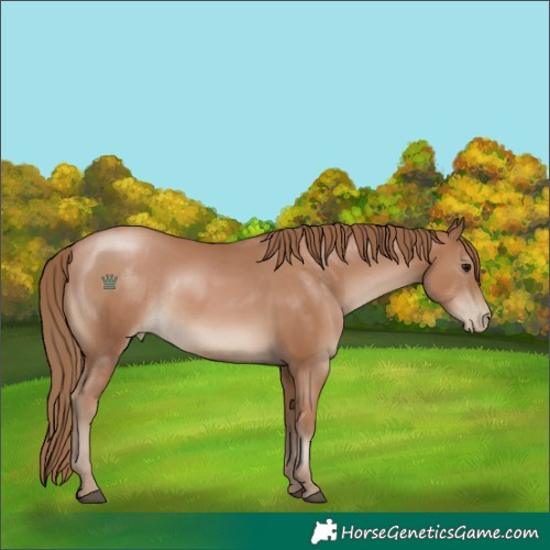 Horse Color:Unknown 