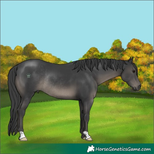 Horse Color:Unknown 