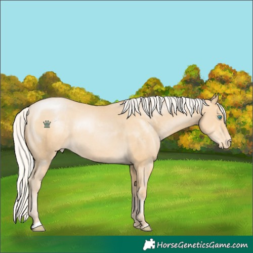 Horse Color:Unknown 