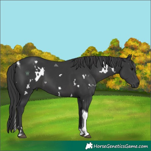 Horse Color:Unknown 