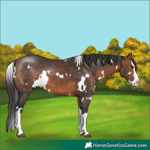 Horse Color:Unknown 