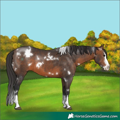 Horse Color:White Spotted Brown Splash 