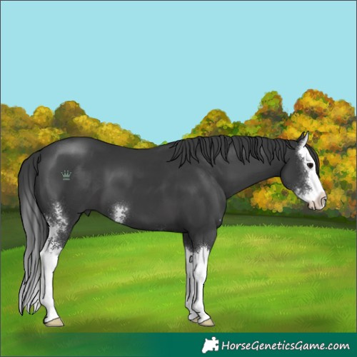 Horse Color:Unknown 