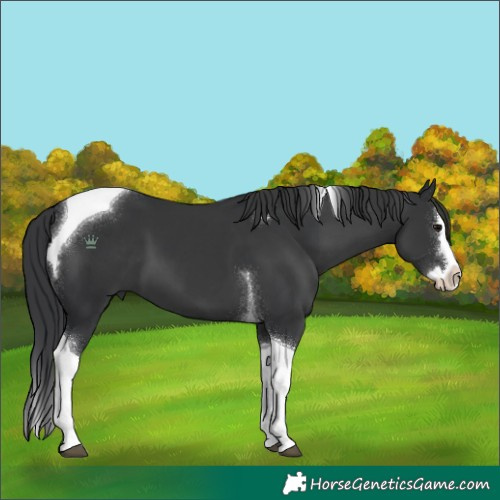 Horse Color:Unknown 