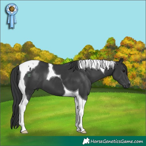 Horse Color:Unknown 