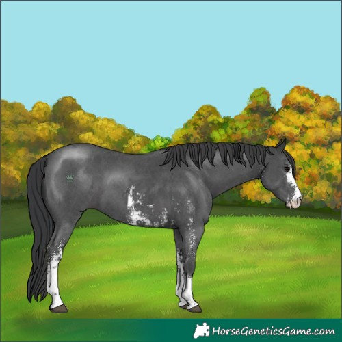 Horse Color:Black Sabino 