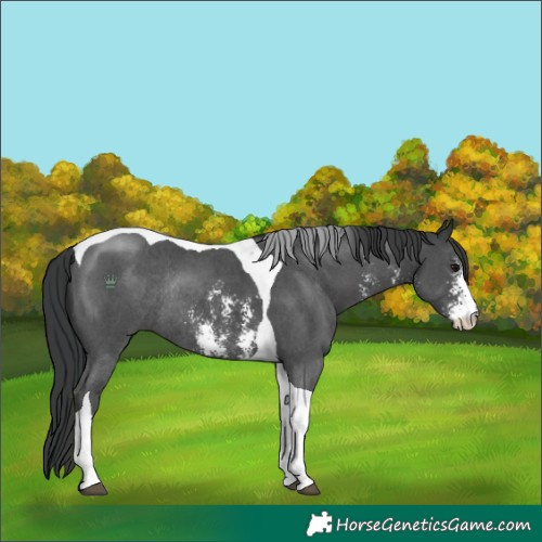 Horse Color:Black Sabino Tobiano Rabicano 