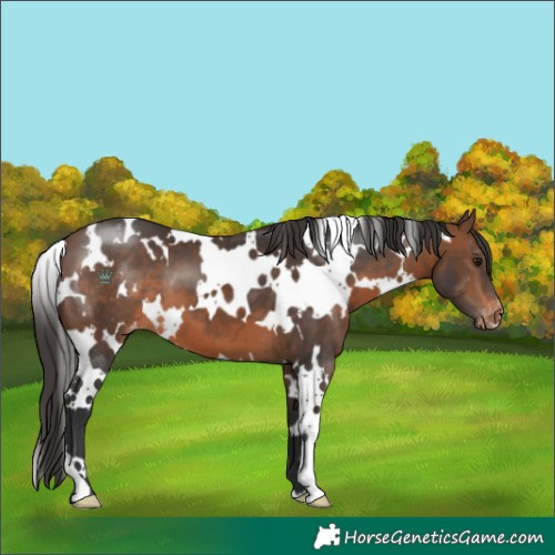 Horse Color:White Spotted Brown Varnish 