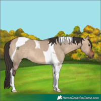 Horse Color:Brown Dun Tobiano