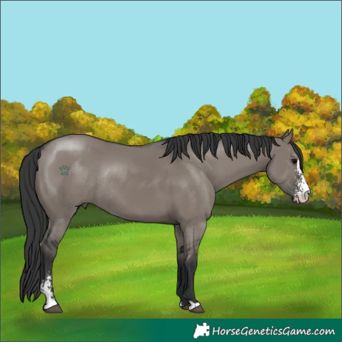 Horse Color:Unknown 