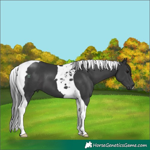 Horse Color:Unknown 
