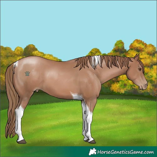 Horse Color:Unknown 
