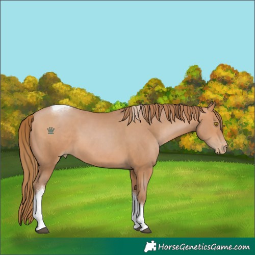 Horse Color:Unknown 