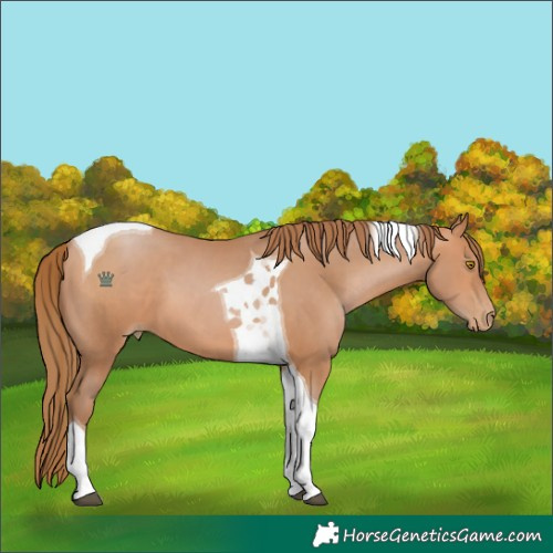 Horse Color:Unknown 