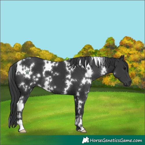 Horse Color:White Spotted Black 
