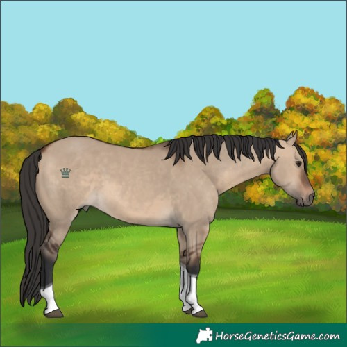 Horse Color:Unknown 