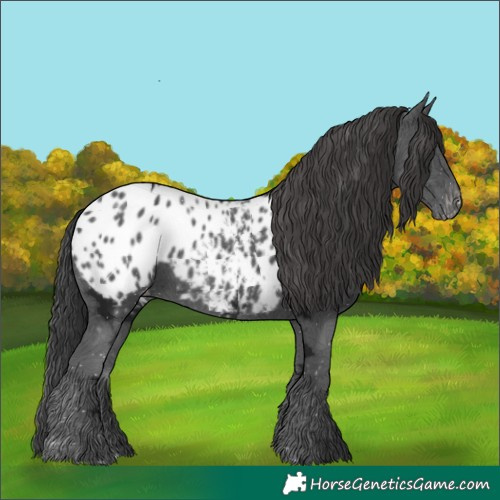 Horse Color:Black Ice Appaloosa 