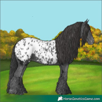 Horse Color:Black Ice Blanket