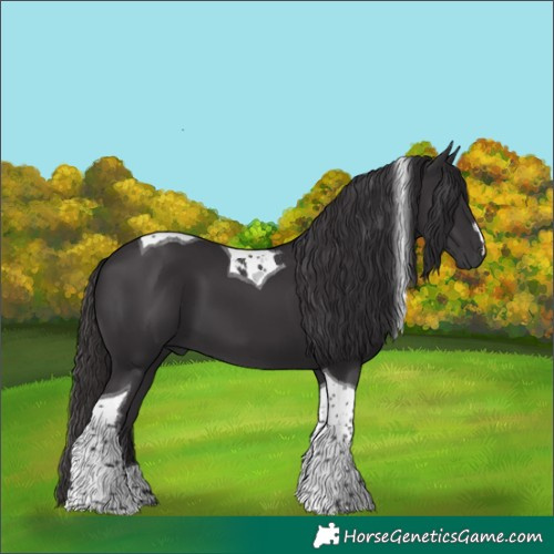Horse Color:Smoky Black Tobiano 
