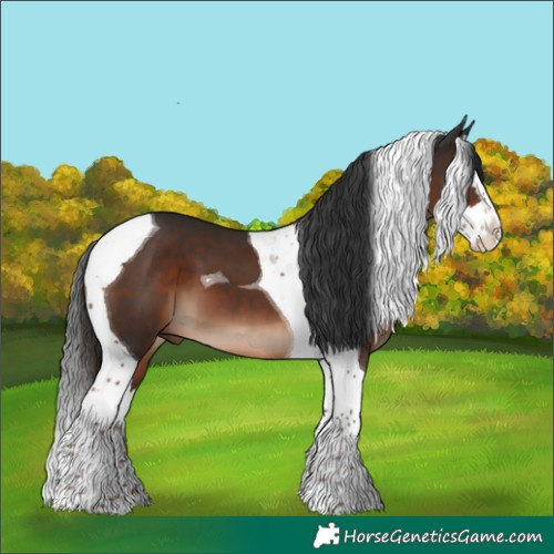 Horse Color:Liver Chestnut Splash Tobiano 